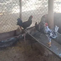 خروس|حیوانات مزرعه|فارسان, |دیوار