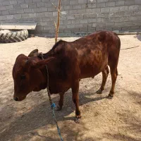 گوساله نر