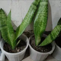 تعدادی گلدان و گل  ۱۰۰۰۰|گل و گیاه طبیعی|رشت, سیا اسطلخ|دیوار