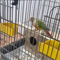 طوطی گیرینچک