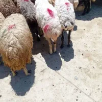 فروش پشم بره