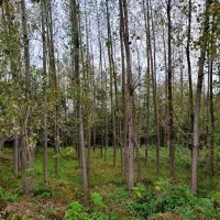 فروش چوب صنوبر|خدمات باغبانی و درختکاری|فومن, |دیوار