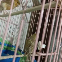 یه جفت قناری سیلور