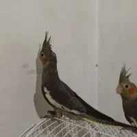 عروس هلندی مولد رو تخم کفتر قناری طوطی|پرنده|کرج, کلاک پایین|دیوار