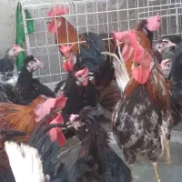 مرغ تخم‌گذاری خروس|حیوانات مزرعه|اهواز, منازل کارون|دیوار