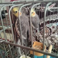 عروس هلندی دونخوروبالغ موقعیت تکاب ارسالم دارم