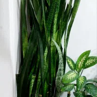 گل سانسوریا