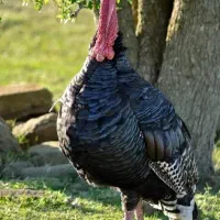 یک عدد بوقلمون نر وزن سنگین