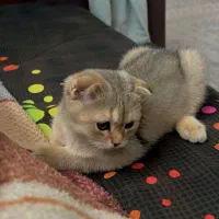 گربه اسکاتیش گلد