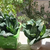 گل اپارتمانی و زینتی|گل و گیاه طبیعی|مراغه, |دیوار