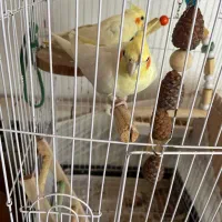 عروس هلندی نر و ماده