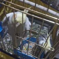 عروس هلندی|پرنده|اندیمشک, |دیوار