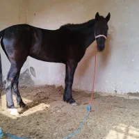 اسب مادیون بیداغ