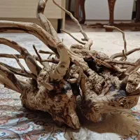 چوب آبنوس (عنکبوتی)