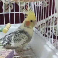 گمشده