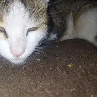 واگذاری گربه  ملوس و بغلی