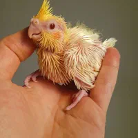 جوجه عروس هلندی زعفرونی