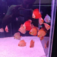 فروش دیسکس های درجه ۱|ماهی|رشت, پل تالشان|دیوار