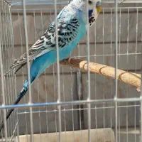 مرغ عشق انگلیسی|پرنده|تهران, باغ خزانه|دیوار