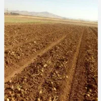 زمین کشاورزی