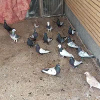 کبوتر نرو ماده