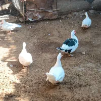 فروش اردک و مرغ ،یکجا|حیوانات مزرعه|سنگدوین, |دیوار