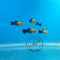 ماهی اکواریوم آکواریوم گوپی آنجل فایتر تایگر مولی