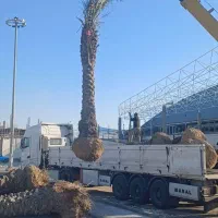 قطع نخل بریدن نخل هرس نخل گردافشانی سمپاشی باغبانی|خدمات باغبانی و درختکاری|اهواز, گلستان|دیوار