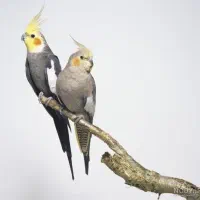 عروس علندی