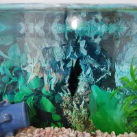 ماهی آنجل|ماهی|قروه, |دیوار