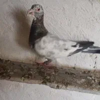 سرور پلاکی ۲۰۰تومن