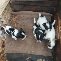 توله سگ پاکوتاه نژاد شیواوا