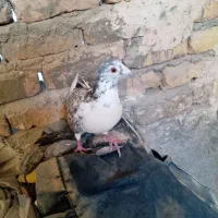 کفتر|پرنده|تربتحیدریه, طالقانی|دیوار