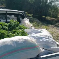 حمل نقل با پراید بار