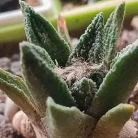 گل و گیاه کاکتوس بونسای