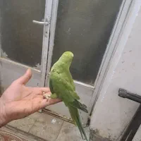 طوطی ملنگو دستی فول|پرنده|میبد, |دیوار