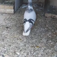 کبوترسینه سیاه  کله سبز ساده کاکل طوقی شازده سرور|پرنده|مشهد, امیریه|دیوار