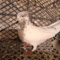 کفتزا تهران پرشی