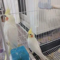 عروس هلندی