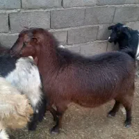 یک عدد بز|حیوانات مزرعه|روانسر, |دیوار