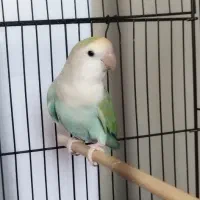 طوطی برزیلی