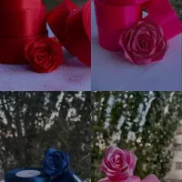 گل زیبا|گل و گیاه طبیعی|ملایر, |دیوار