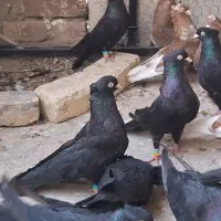 زاغ ابادانی اصیل|پرنده|مبارکه, |دیوار