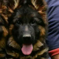 سگ ژرمن دو رنگ رکس پلیسی