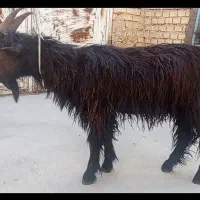 یک بیگ عشایری  بفروش میرسد