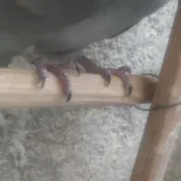 کفتر مسافتی|پرنده|اقبالیه, |دیوار