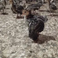 جوجه بوقلمون برنز انگلیس فروش عمده