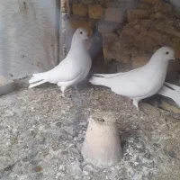 سفیدنوک ریزکشیده دمگیرذات بته دار|پرنده|اصفهان, کشاورزی|دیوار