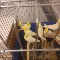 جوجه عروس هلندی