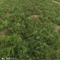 فروشی بذر تخم یونجه